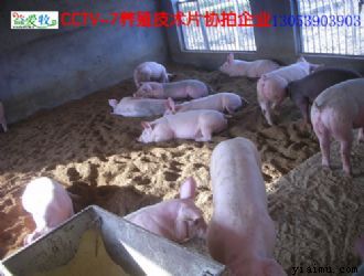 氮ʹ