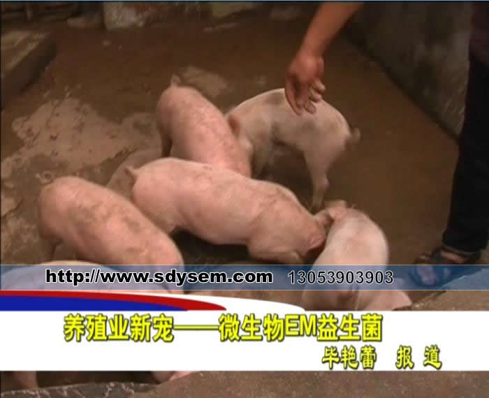 EM技术养猪