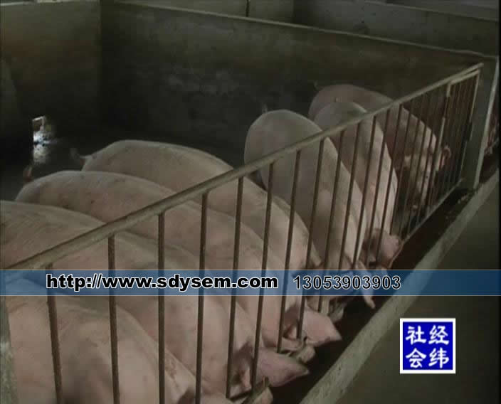 EM技术养猪