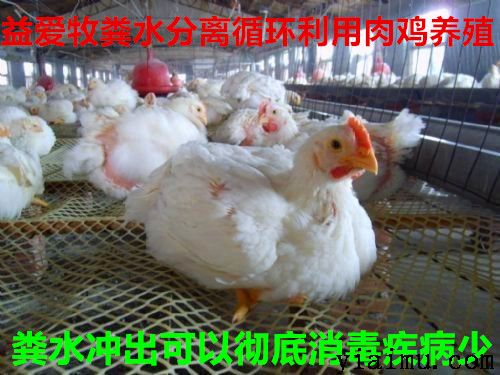 益爱牧网床环保养鸡 益爱牧网床环保养鸡